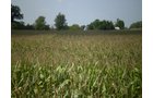 Property photo 1 - 40 Acres in 4 Tracts - Great Location!